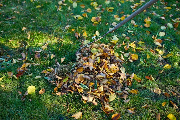 Alte rote Rechen in einem Haufen Herbstahornblätter, Herbstlaub auf Rasen harken, Platz kopieren.