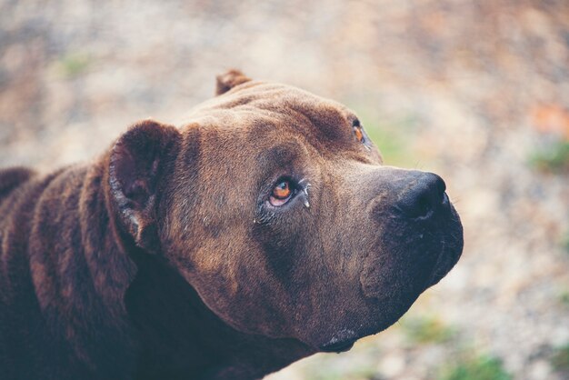 alte schwarze französische Bulldogge