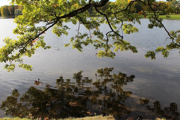 Alte Äste mit gelben Blättern über dem Teich