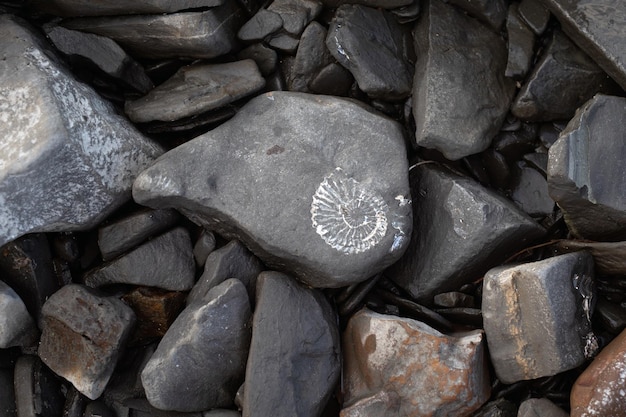 Alte Steine Hintergrundabdruck eines alten Ammonit aus der Mesozoik-Ära