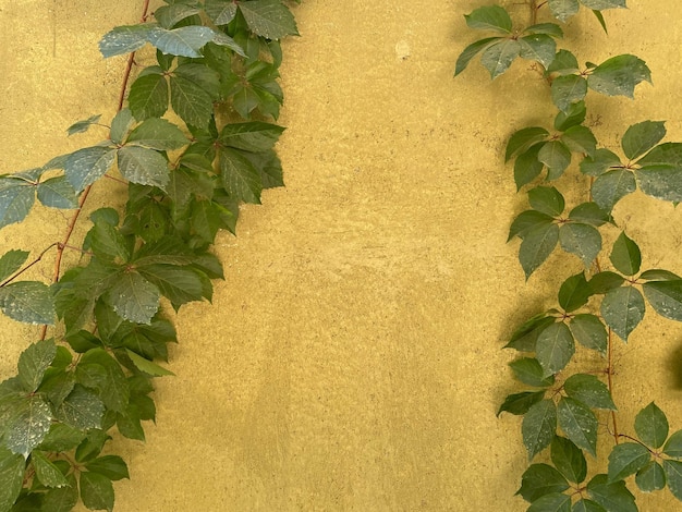 Alte Steinmauer mit Blättern