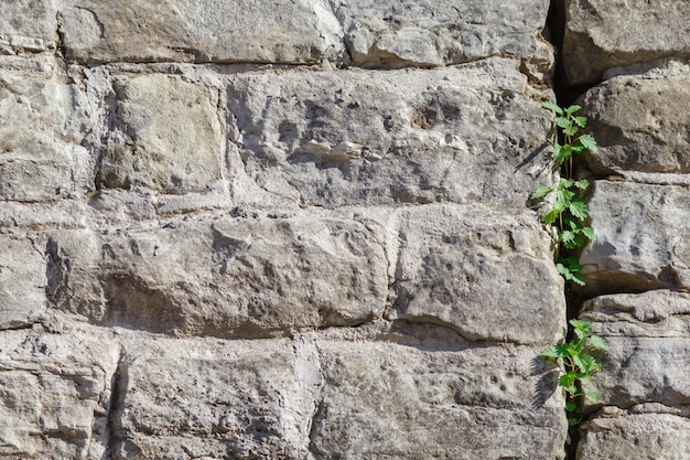 Alte Steinmauer mit Efeu als Mauer