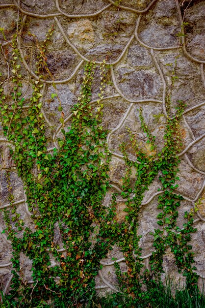 Alte Steinmauer mit Efeu.