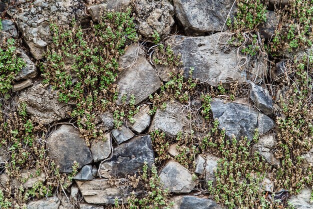 Alte Steinmauer mit Pflanzen bewachsen.