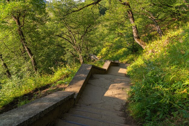 Alte Steintreppe im Park