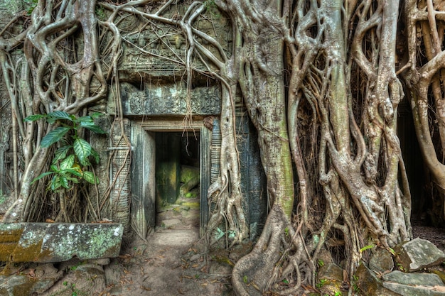 Alte Steintür und Baumwurzeln Ta prohm Tempel Angkor Camb