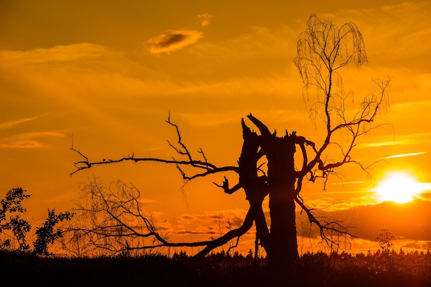 Alte tote Birke im Sonnenuntergang mit Sonne.