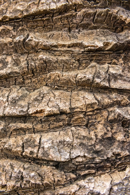 Alte trockene Palmenrindenstruktur aus nächster Nähe