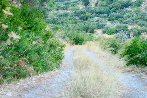 Alte überwachsene Straße in den Bergen