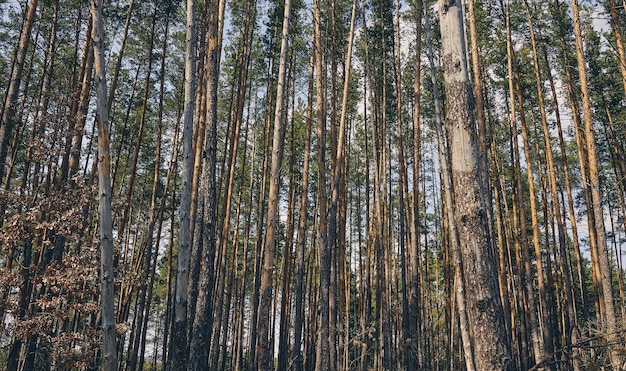 Alte und junge Nadelbaumstämme ragen im Herbstwald gegen den blauen Himmel auf