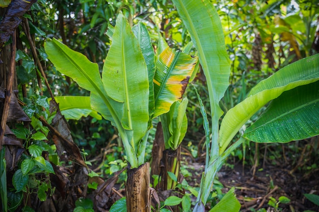 Alte und neue Bananenplantage. Alte hohlgebrochene Stängel (Backup) und aus Rhizomen sind neue Blätter gewachsen