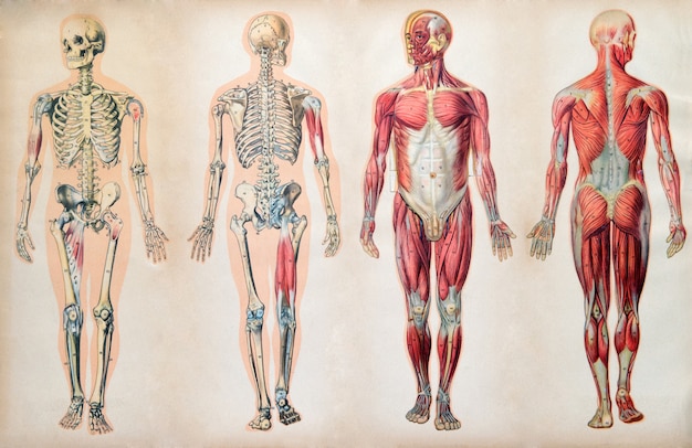 Foto alte vintage anatomiediagramme des menschlichen körpers