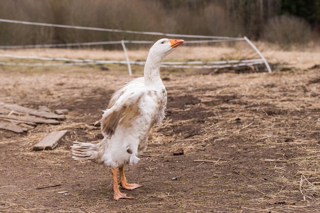 Alte weiße Gans portait auf der Natur im Freien