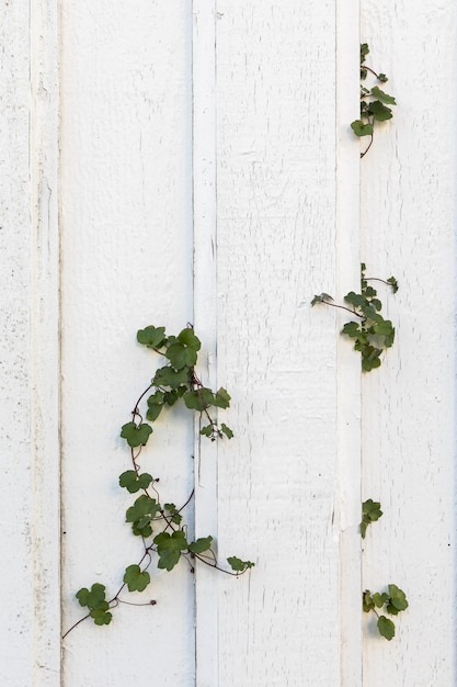 Alte weiße Holzbretter auf einer alten Hauswand, grüne Efeupflanzen, die durch die Wand wachsen