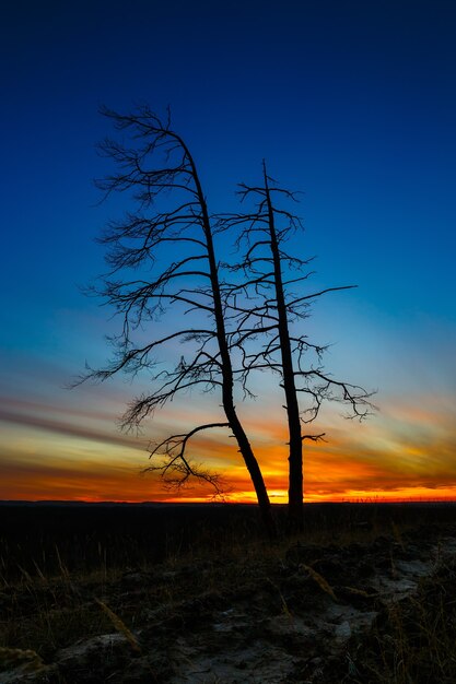 Alter Baum gegen den Himmel mit Sonnenuntergang