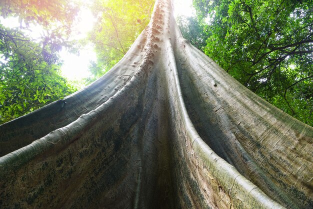 Alter Baum großer Ficus albipila-Baum auf dem Naturwald, großer Baumstamm