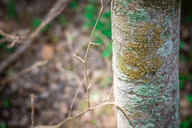 Alter Baum mit Flechte im Dschungel.