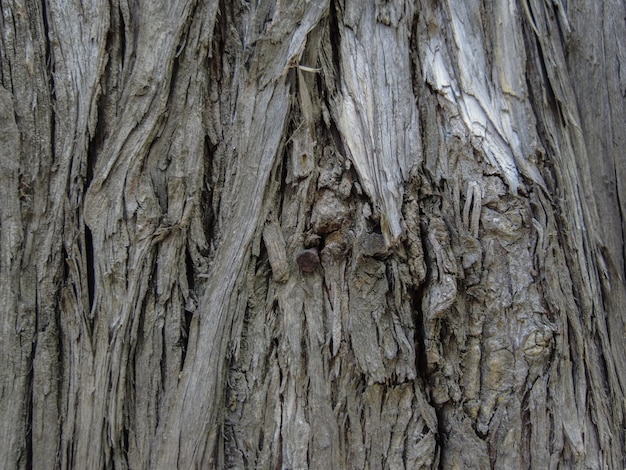 Alter Baum mit freundlicher Genehmigung