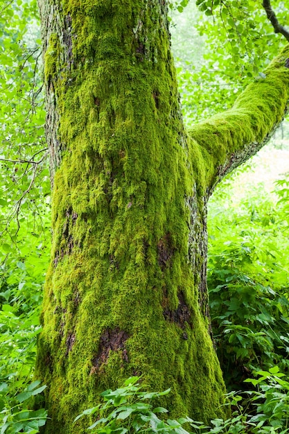 Alter Baum mit grünem Moos im Wald