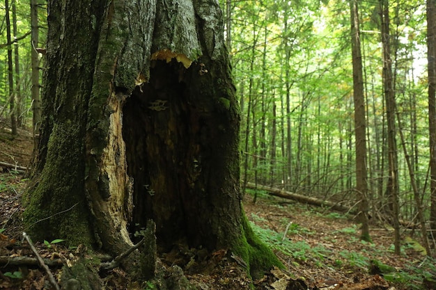 Alter Baum mit Mulde im Wald Platz für Text