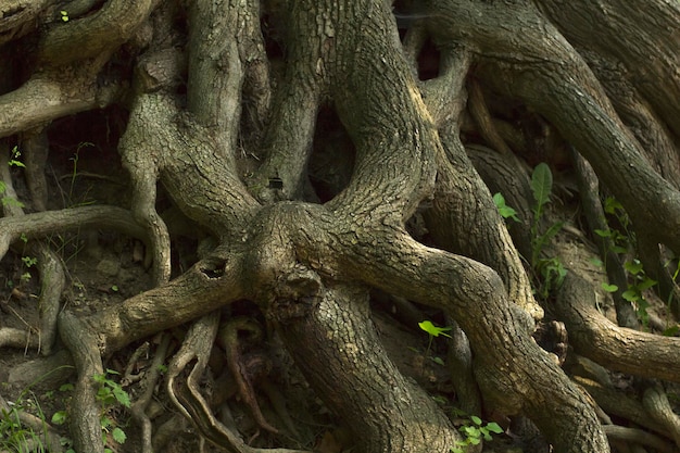 Alter Baum mit Wurzeln