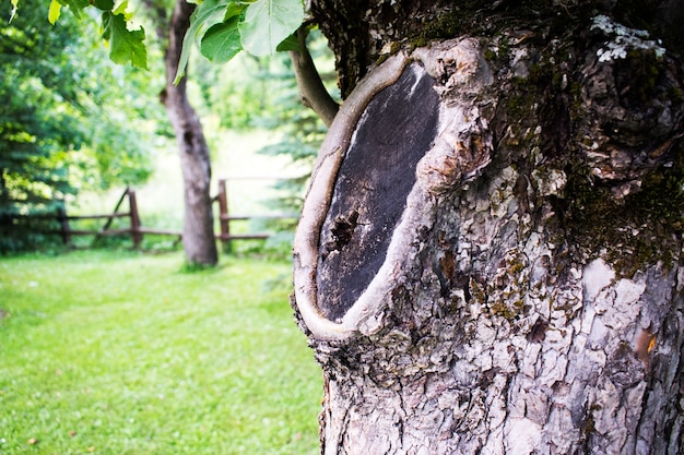 Alter Baum nach abgeschnittenen Zweig