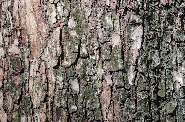 Alter Baum und alte Rindenstruktur und Rindenmuster