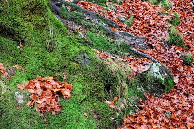 Alter Baumstamm mit dem Moos umgeben durch Herbstblätter