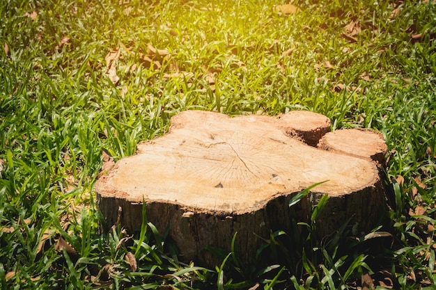 Alter Baumstumpf auf grüner Rasenfläche, Garten.