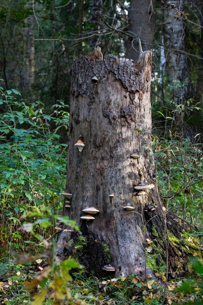 Alter Baumstumpf mit Moos bewachsen im Herbstwald