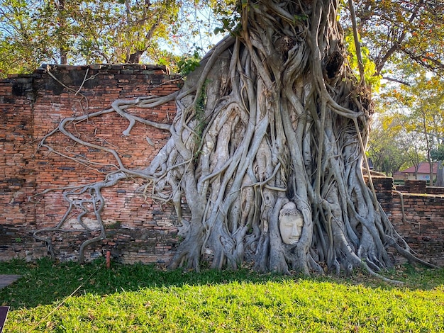 Alter Buddha-Kopf im Wurzelbaum im Mahathat-Tempel Ayutthaya Thailand