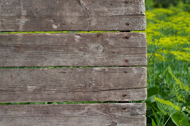 alter Holzhintergrund mit blühendem Dill im Garten