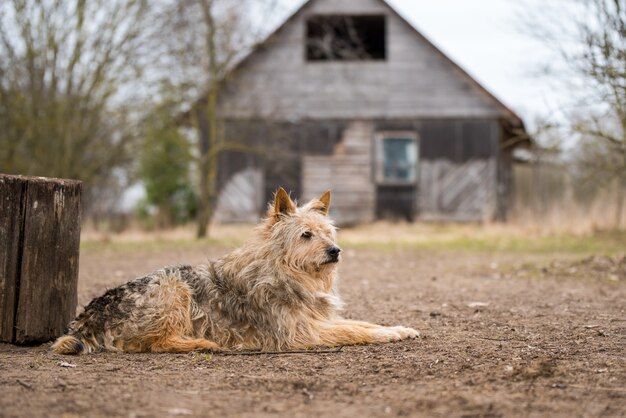 Alter Hund bewacht altes Haus im Dorf