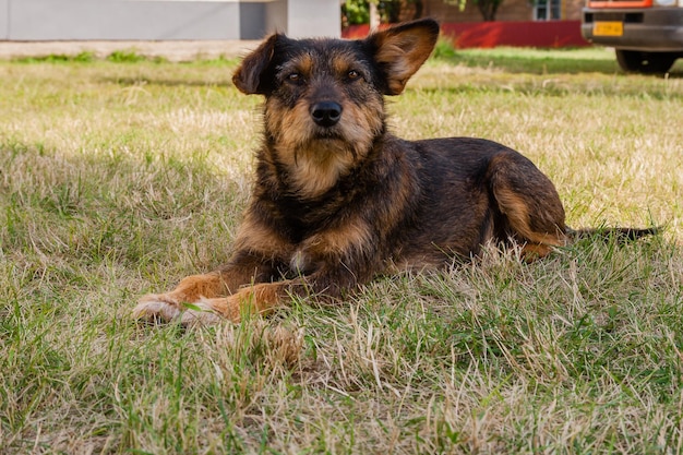 Alter Hund, der auf der Grasnahaufnahme aufwirft und stillsteht