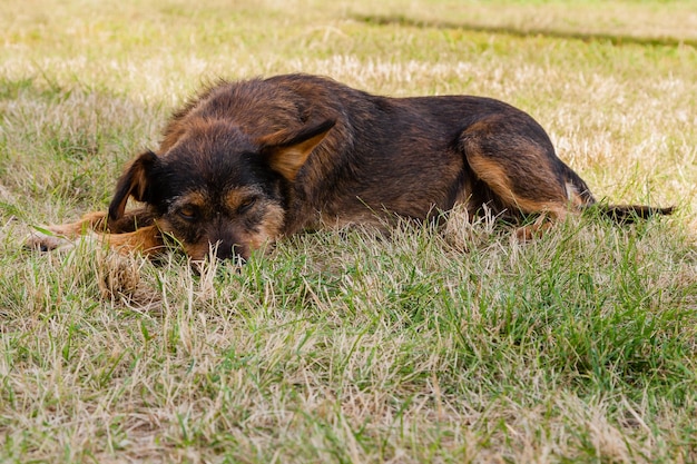 Alter Hund, der auf der Grasnahaufnahme aufwirft und stillsteht