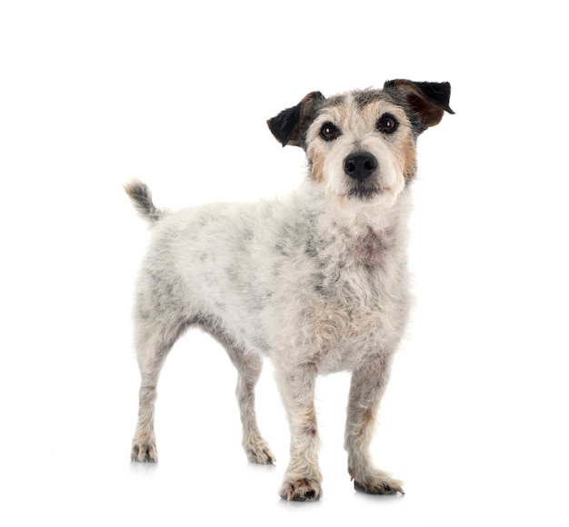 Alter Jack Russell Terrier vor weißem Hintergrund