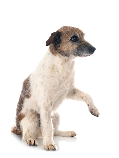 Alter Jack Russell Terrier vor weißer Oberfläche