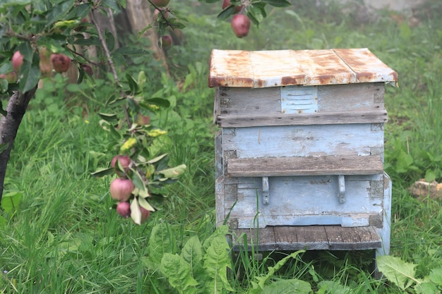 Alter leerer Bienenstock im Garten in der Nähe eines Apfelbaums an einem nebligen Morgen, Nahsicht