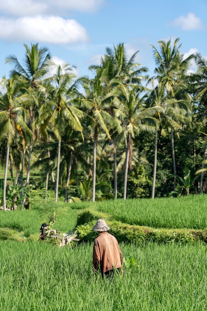 Alter männlicher Bauer in einem Strohhut, der an einer grünen Reisplantage arbeitet. Landschaft mit grünen Reisfeldern und altem Mann am sonnigen Tag in Ubud, Insel Bali, Indonesien