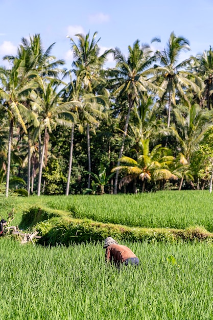 Alter männlicher Bauer in einem Strohhut, der auf einer grünen Reisplantage arbeitet Landschaft mit grünen Reisfeldern und altem Mann am sonnigen Tag auf der Insel Bali Indonesien
