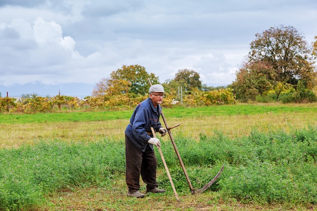 Alter Mann, der Gras mit Sense hinunter mäht