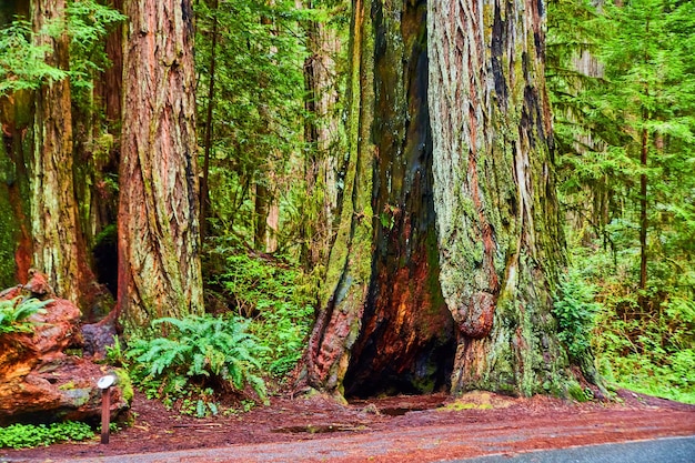 Alter Redwood-Baum, der von Bränden ausgehöhlt wurde