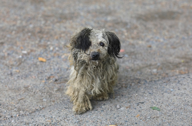 alter schmutziger grauer streunender Hund