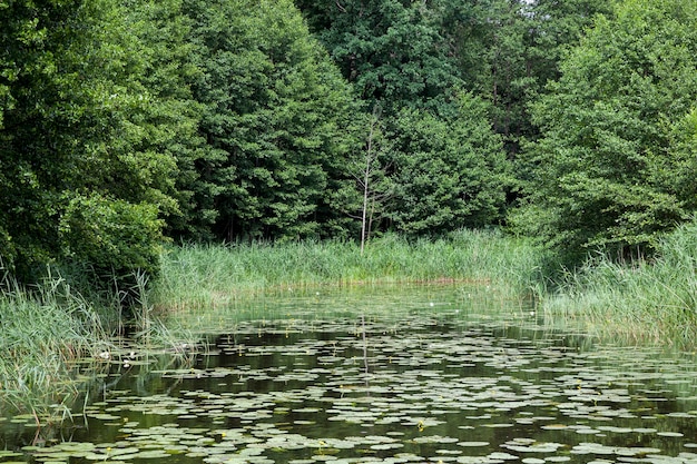 Foto alter see mit wachsenden seerosen