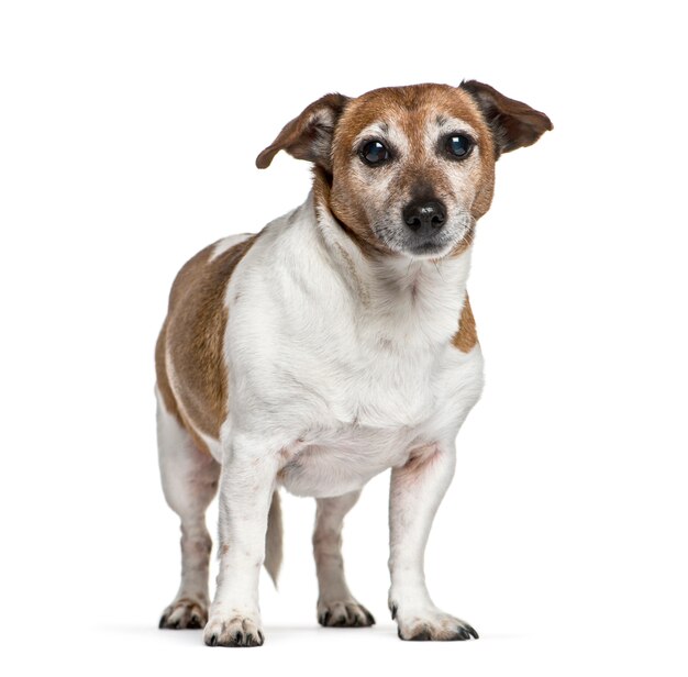 Alter stehender Jack Russel Hund, isoliert