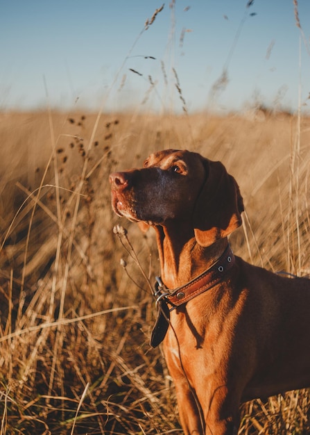 Alter ungarischer Vizsla-Hund mit grauer Schnauze