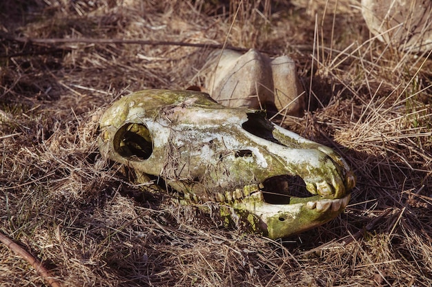 Alter verlassener Pferdeschädel im trockenen Gras