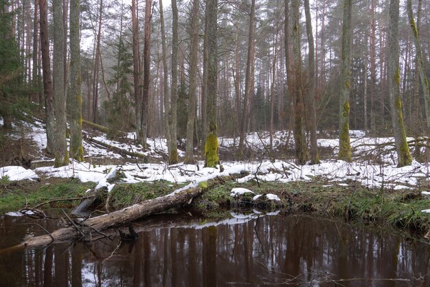 Alter Wald im Sumpf Dicke, mit Moos bewachsene Baumstämme Auf dem Gras liegt stellenweise schmutziger Schnee