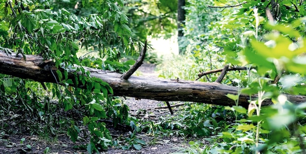 Alter Wald mit einem umgestürzten Baum im Dickicht