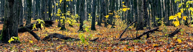 Alter Wald mit umgestürzten Bäumen im Herbst. Panorama